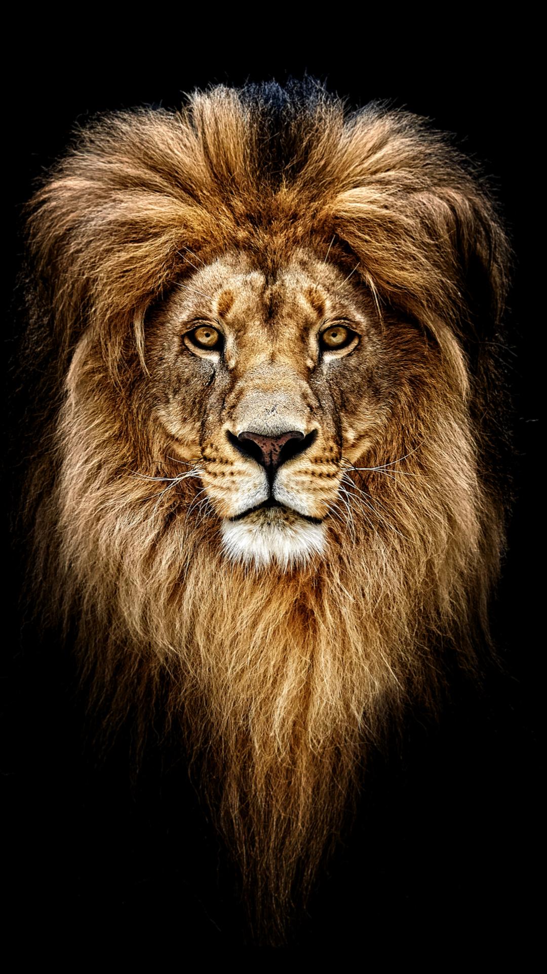 Lion Wallpapers HD  screenshots 5