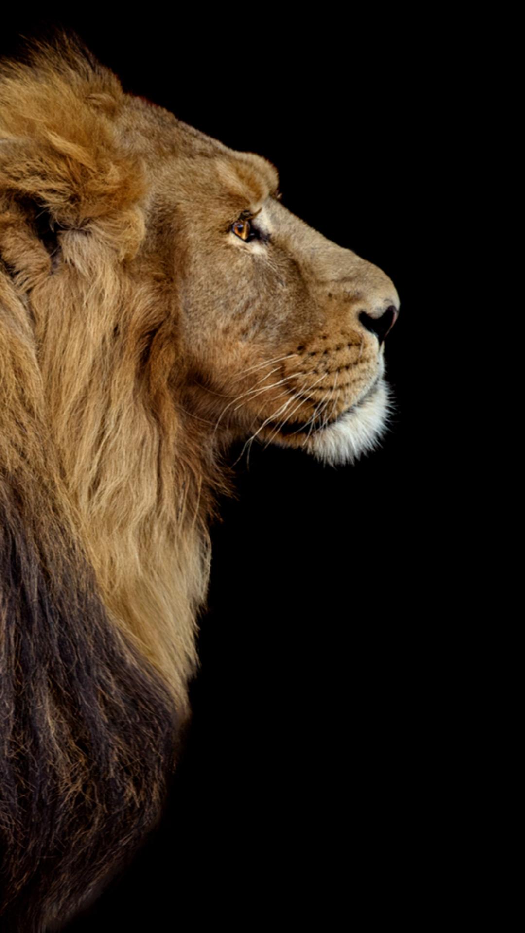 Lion Wallpapers HD  screenshots 8