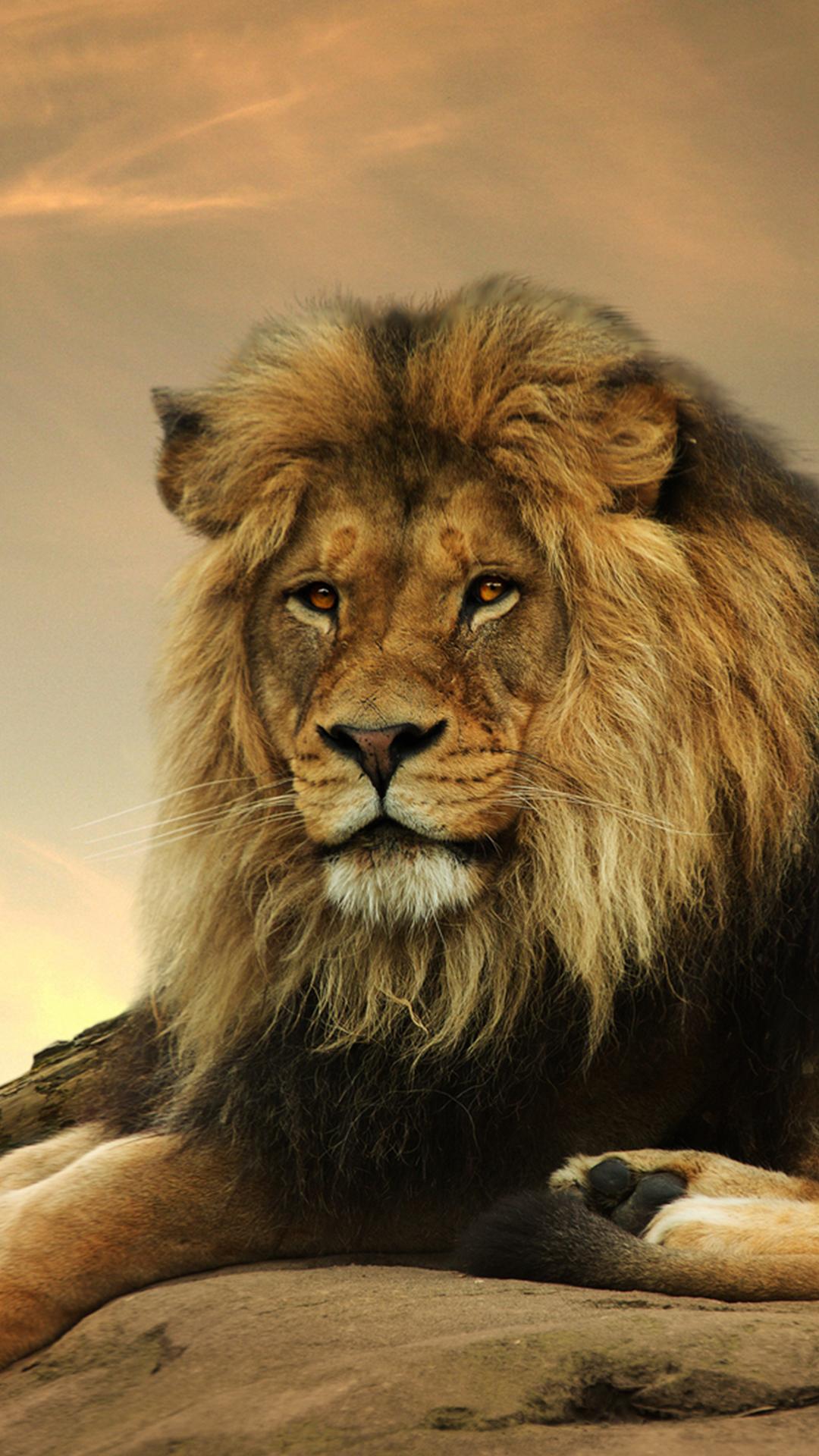 Lion Wallpapers HD  screenshots 6