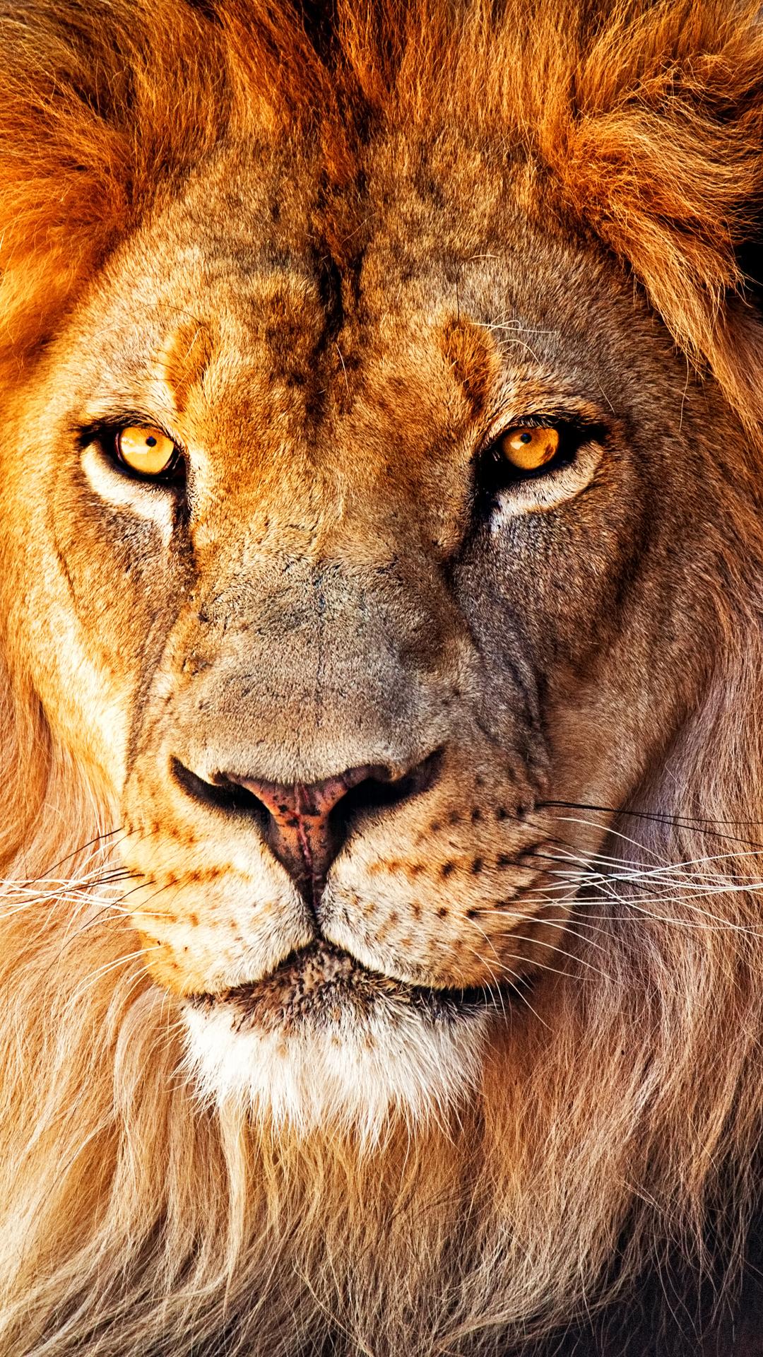 Lion Wallpapers HD  screenshots 1