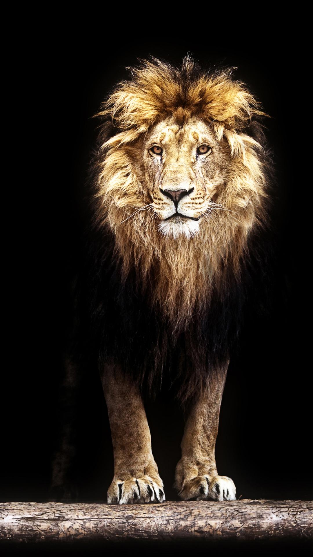 Lion Wallpapers HD  screenshots 3