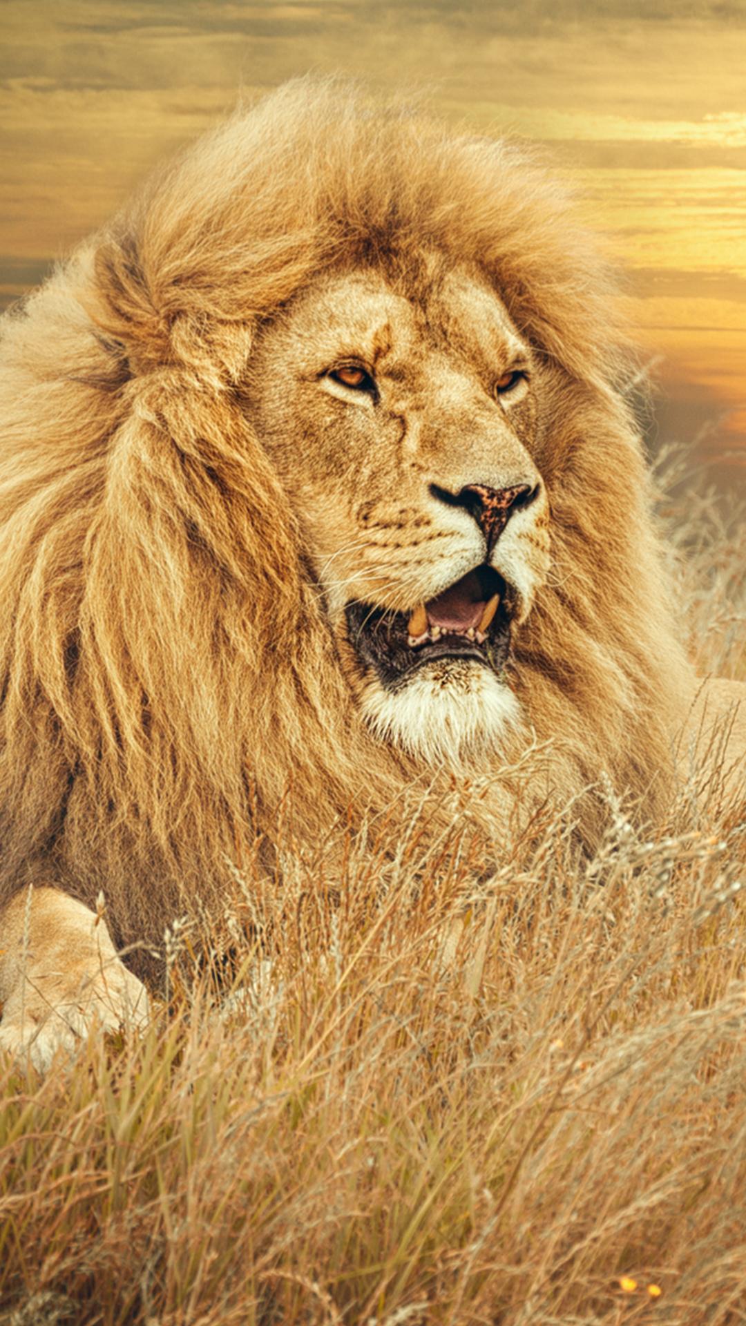 Lion Wallpapers HD  screenshots 4