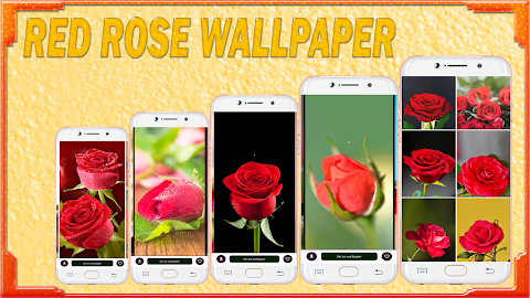 Red Rose Wallpaperảnh chụp màn hình 9