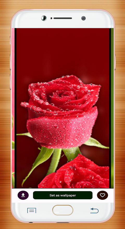 Red Rose Wallpaperảnh chụp màn hình 13