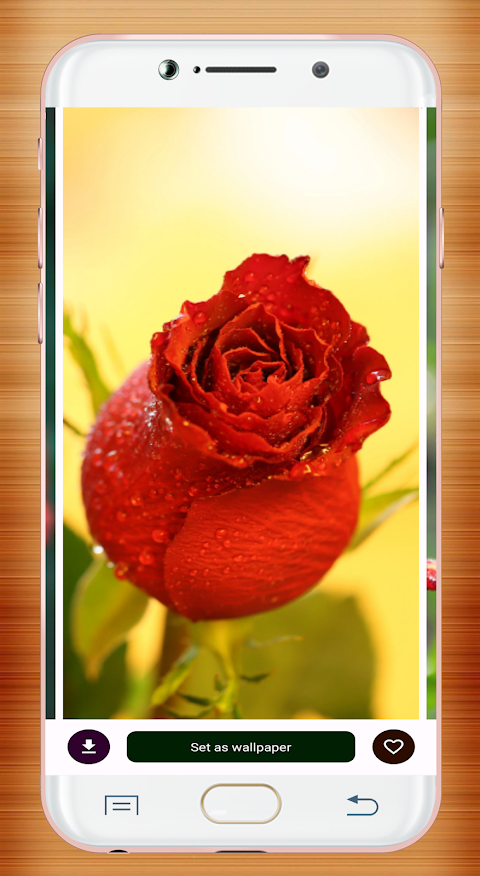 Red Rose Wallpaperảnh chụp màn hình 14