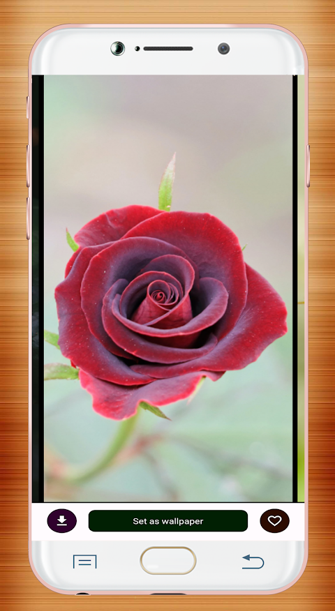 Red Rose Wallpaperảnh chụp màn hình 16