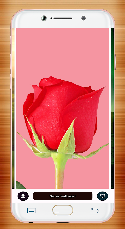 Red Rose Wallpaperảnh chụp màn hình 6