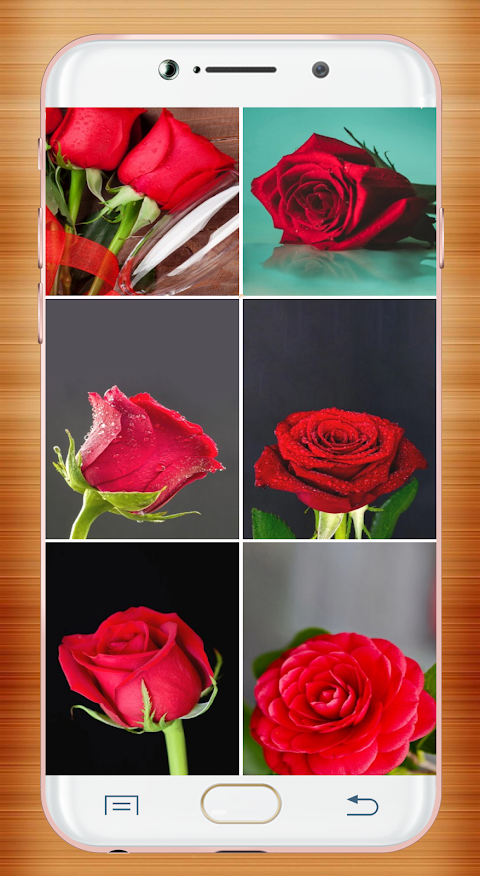 Red Rose Wallpaperảnh chụp màn hình 3