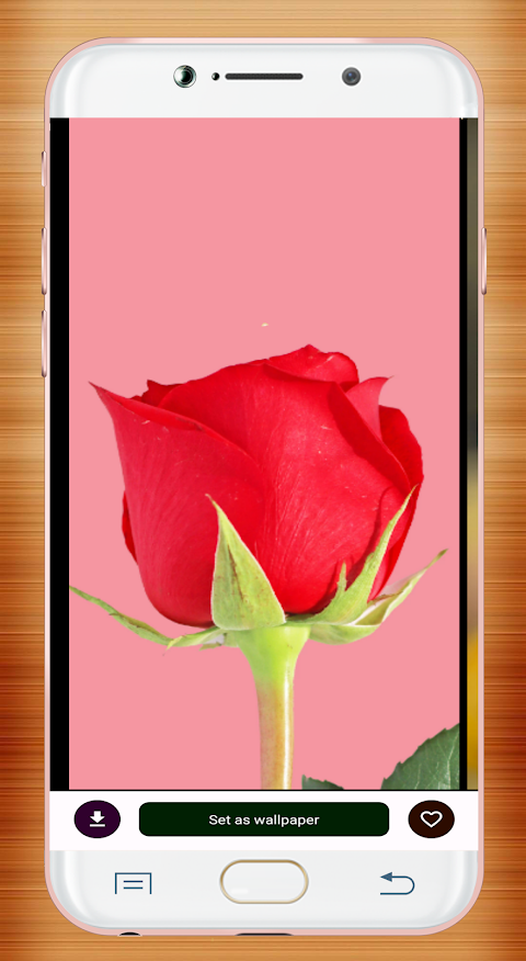 Red Rose Wallpaperảnh chụp màn hình 12