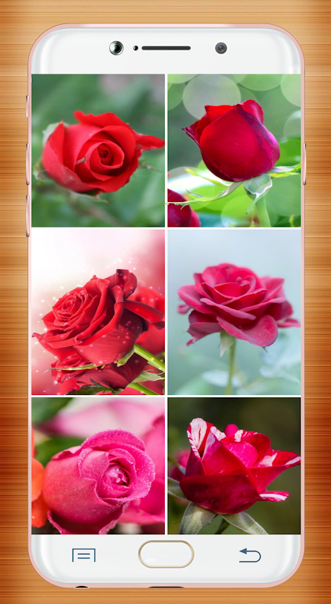 Red Rose Wallpaperảnh chụp màn hình 11