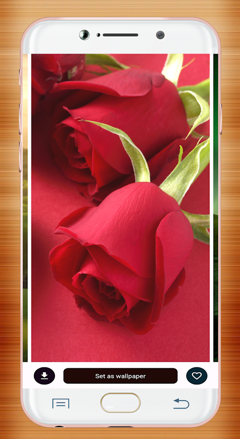 Red Rose Wallpaperảnh chụp màn hình 8