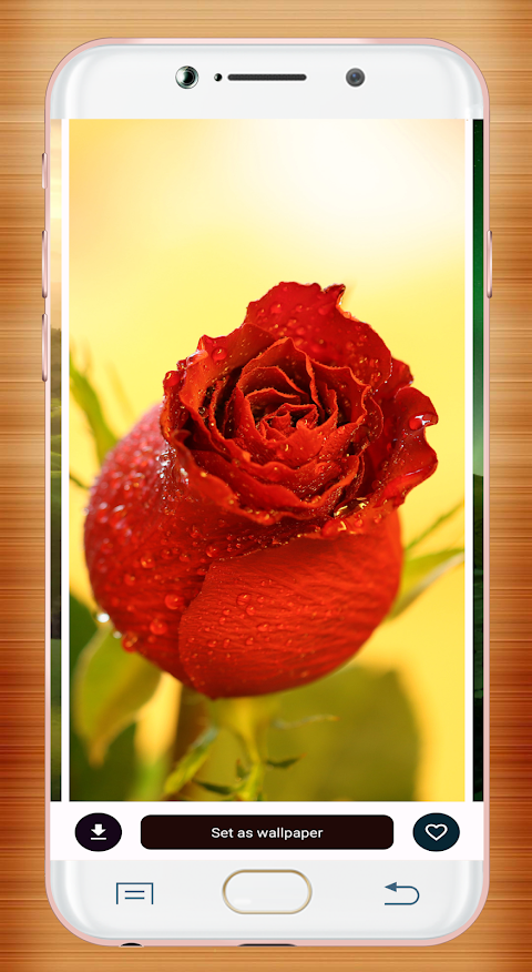 Red Rose Wallpaperảnh chụp màn hình 7