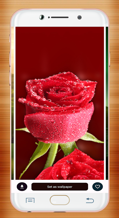 Red Rose Wallpaperảnh chụp màn hình 4